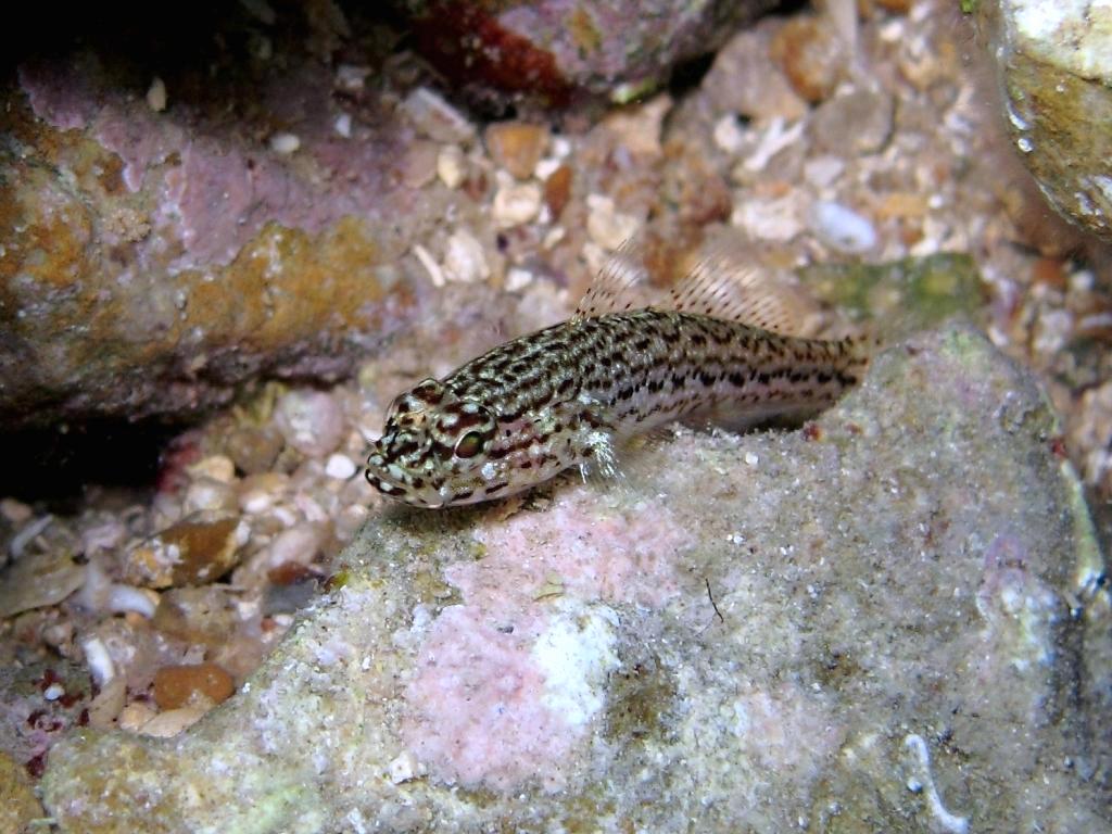 Gobius fallax (Sarato, 1889)